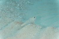 ダイビング 水中写真 薩南諸島 奄美大島　南部 嘉鉄オアシス