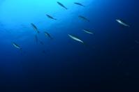 ダイビング 水中写真 北陸 冠島 トドグリ
